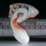 Flügelschnecke (lambis chiragra) Fingerring