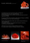 Edelkoralle, corallium rubrum
